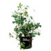 Grow Bag 30 л — Агротекстильный горщик 34х34 см